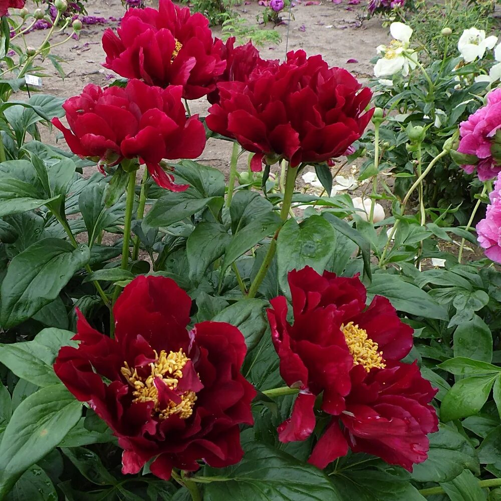 Пион валькирия фото и описание Herbaceous Peonies - Page 9 - Solaris Farms