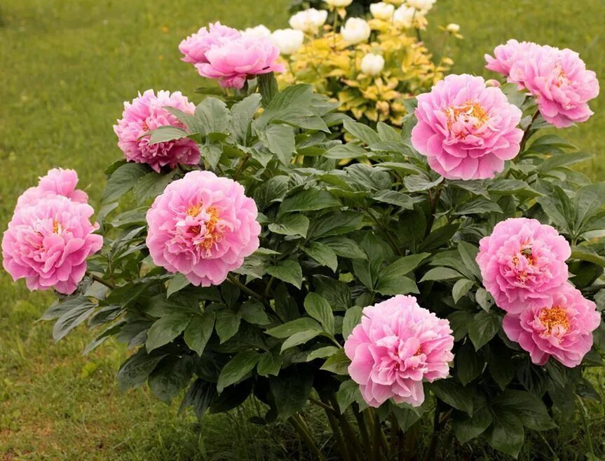Пион валькирия фото и описание Walküre (Miely 2012) Peonies, Plants