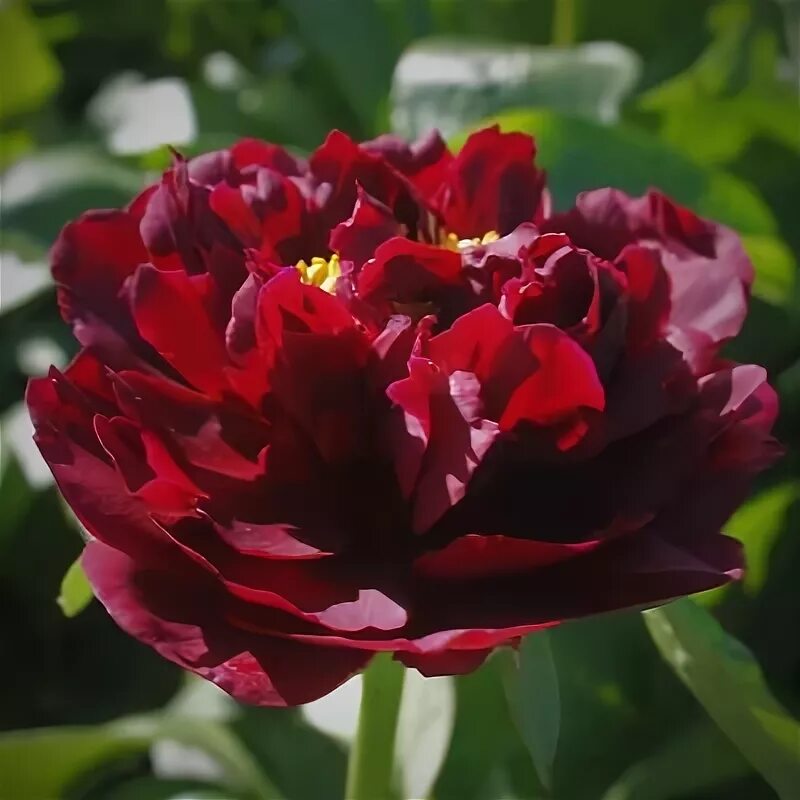 Пион валькирия фото и описание Hollingsworth Peonies - Seedling 74H120-2 (Valkyrie) Peonies, Hollingsworth peon