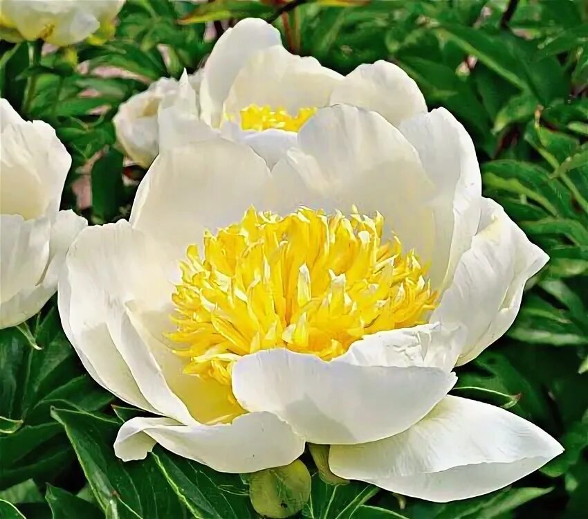 Пион ван леувен фото и описание Peony 'Jan van Leeuwen' White flower farm, Peonies garden, Peonies