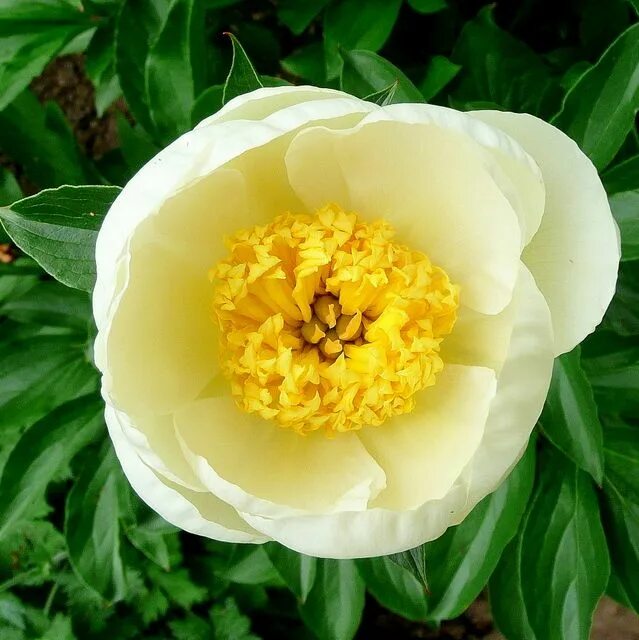 Пион ван леувен фото и описание Paeonia (peony) : jan van leeuwen Hardy perennials, Peonies, Fruit