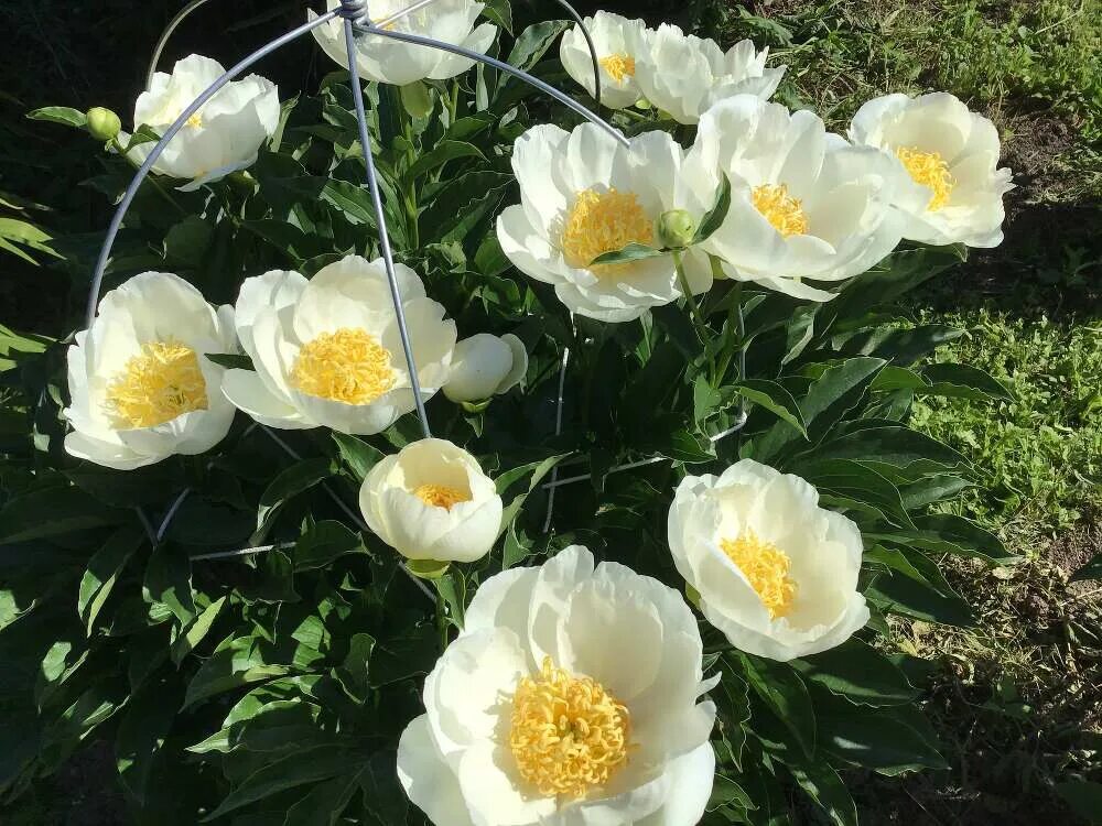 Пион ван леувен фото и описание Пион Джон Ван Леувен (Paeonia Jan Van Leeuwen) купить в Москве по низкой цене из