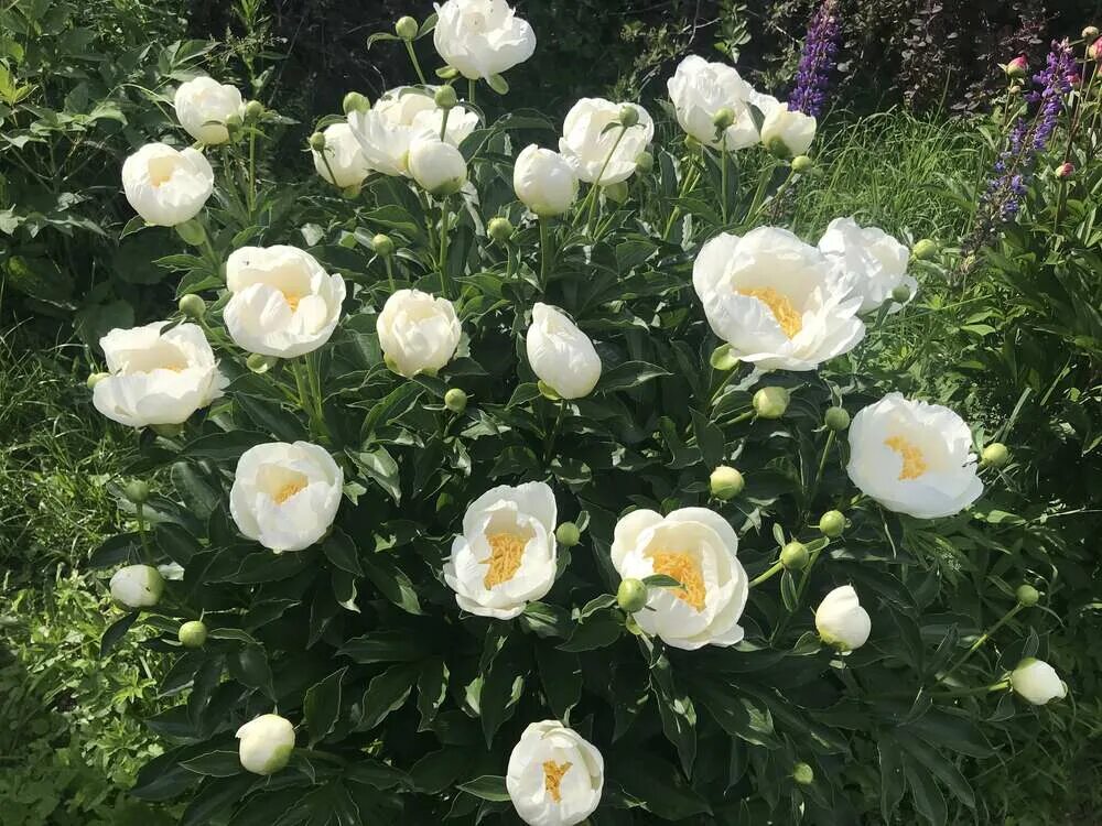 Пион ван леувен фото и описание Пион Джон Ван Леувен (Paeonia Jan Van Leeuwen) купить в Москве по низкой цене из