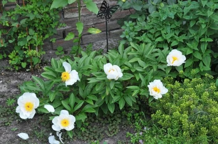 Пион ван леувен фото и описание Foto's van Pioen,Kruidpioen - Paeonia lactiflora 'Jan van Leeuwen