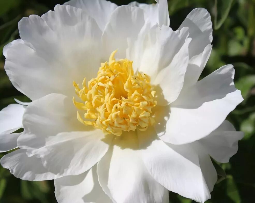 Пион ван леувен фото и описание Paeonia Jan van Leeuwen. КФХ