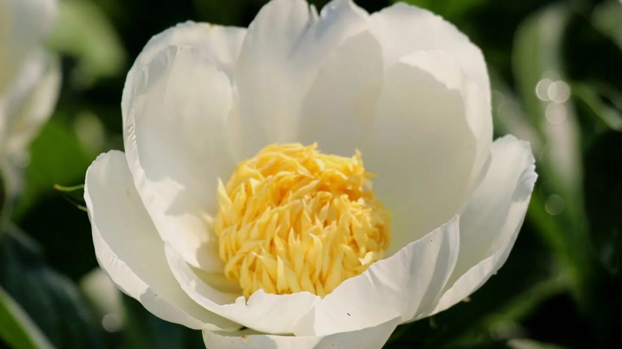 Пион ван леувен фото и описание Peony Jan van Leeuwen / Пион Ян ван Леувен - YouTube