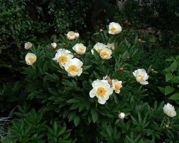 Пион ван леувен фото и описание Paeonia Jan van Leeuwen Gardenista, Plants, Back garden