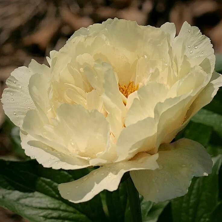 Пион ванила шнапс фото Vanilla Schnapps Love flowers, Special flowers, Hollingsworth peonies