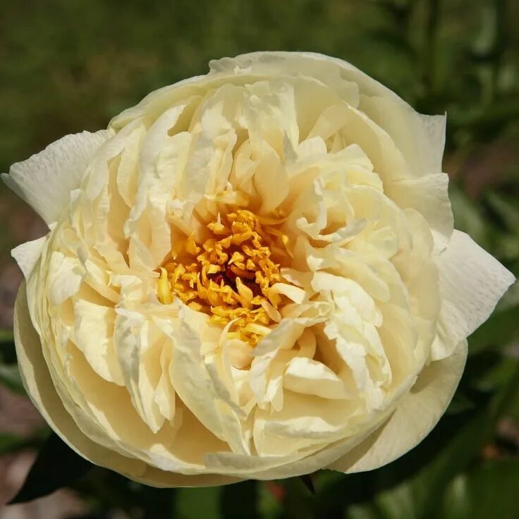 Пион ванила шнапс фото Paeonia 'Vanilla Schnapps' Peonies, Flowers, Cool plants
