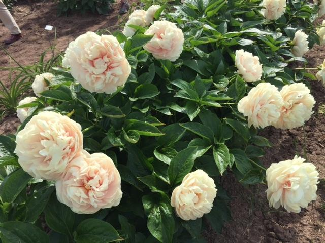 Пион ванилла шнапс фото Northern Peonies 2016 in the Peonies forum Peonies, Peonies for sale, Peonies se