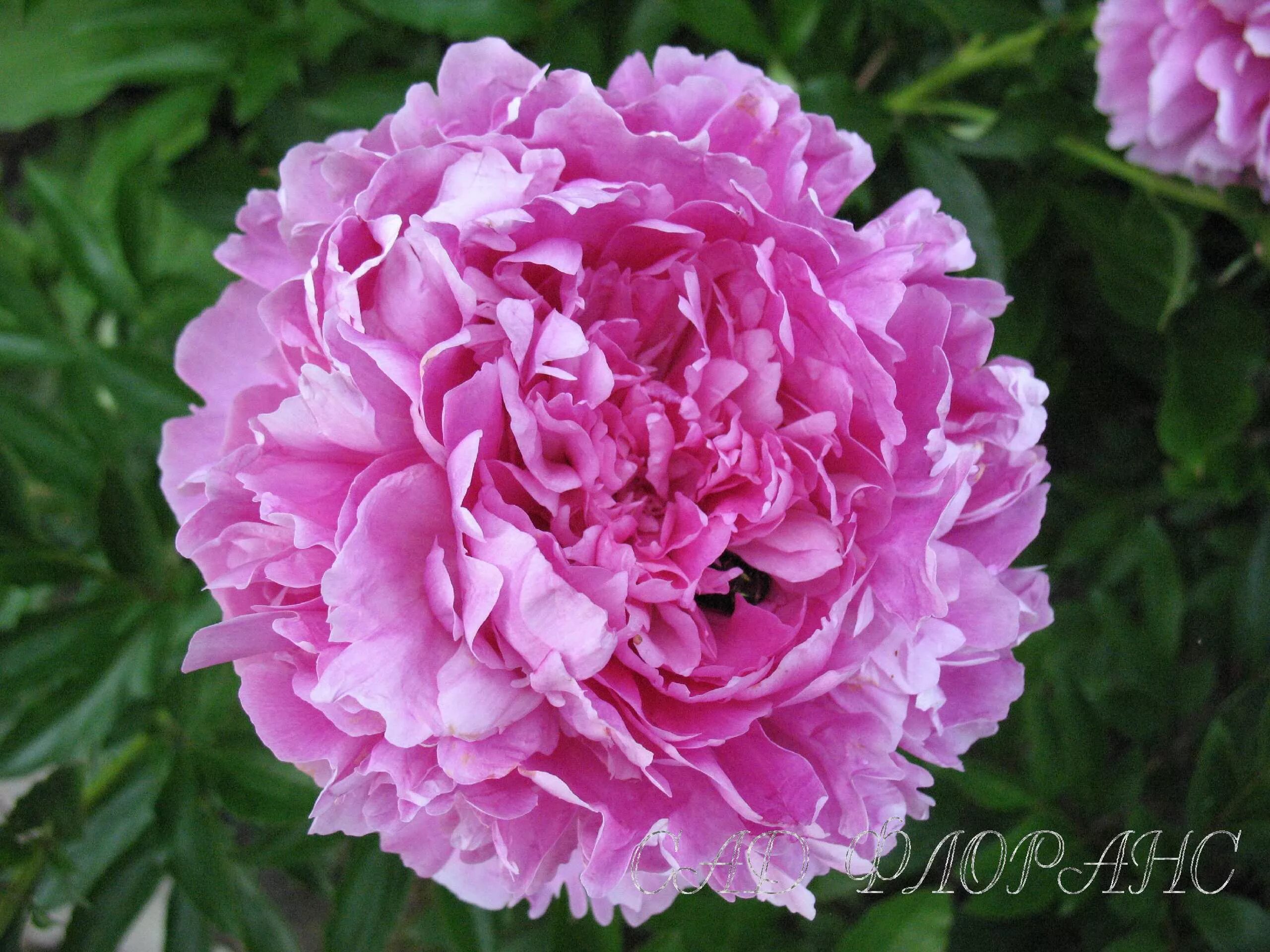 Пион варенька фото Сад Флоранс - Пионы - (Paeonia)