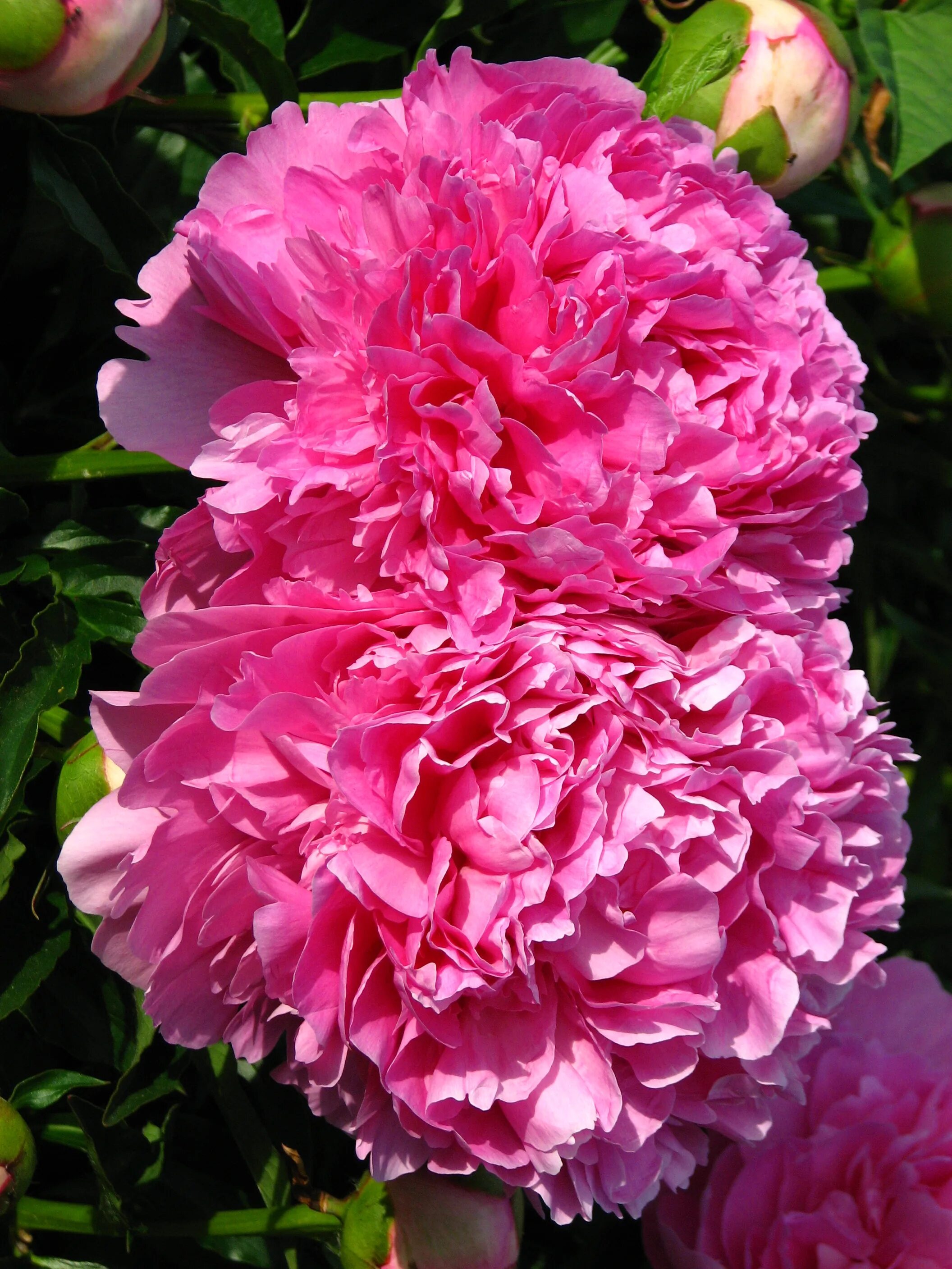 Пион варенька фото и описание отзывы File:Paeonia 'Varenka' 01.JPG - Wikimedia Commons