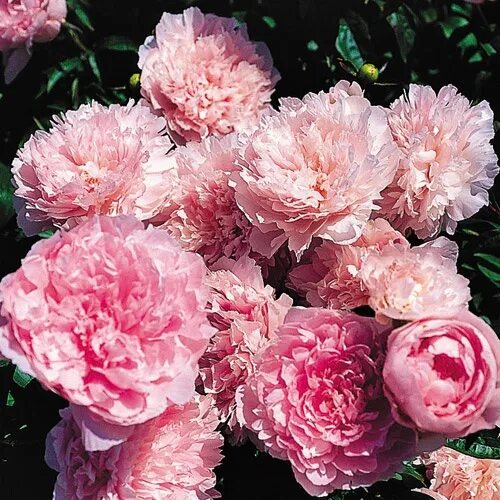 Пион варенька фото и описание отзывы Bessie Peony - A Beloved Favorite