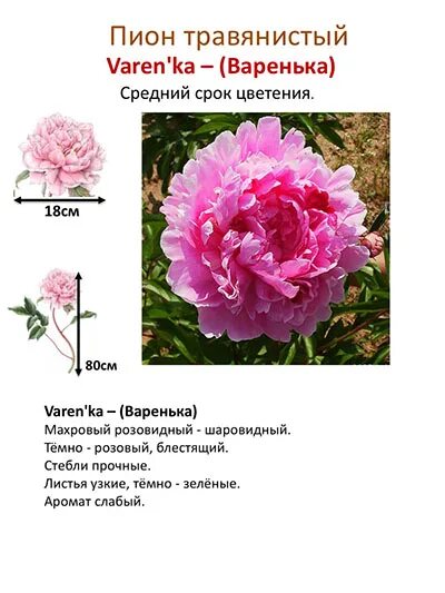 Пион варенька фото и описание отзывы Index of /collect/pion/pink/img