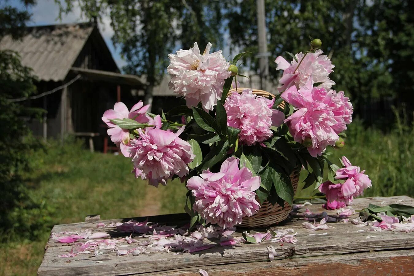 Пион варварино варенье фото Пионы в Завидово: живописные изображения Естественные пейзажи Фотогалерея природ