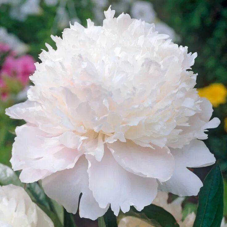Пион вайт фото Shirley Temple Peony Growing peonies, Peonies, Flower garden