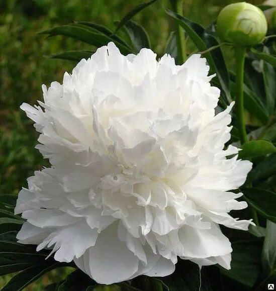 Пион вайт фото Пион молочноцветковый Уайт Дабл (Paeonia Lactiflora White Double) 6 л, цена в Са