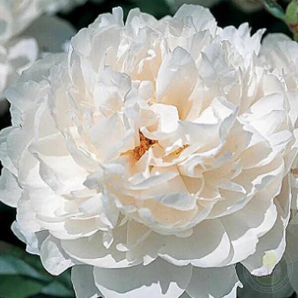 Пион вайт фото Пион Уайт Уикер (Paeonia White Wicker) купить в Москве по низкой цене из питомни