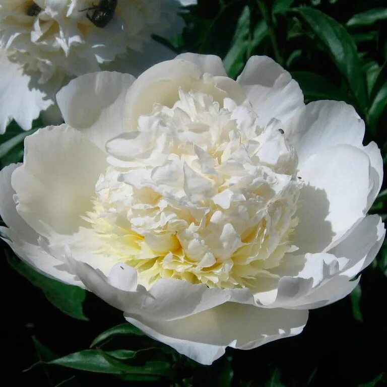 Пион вайт фото и описание Пион Белый (White) купить с доставкой по выгодной цене