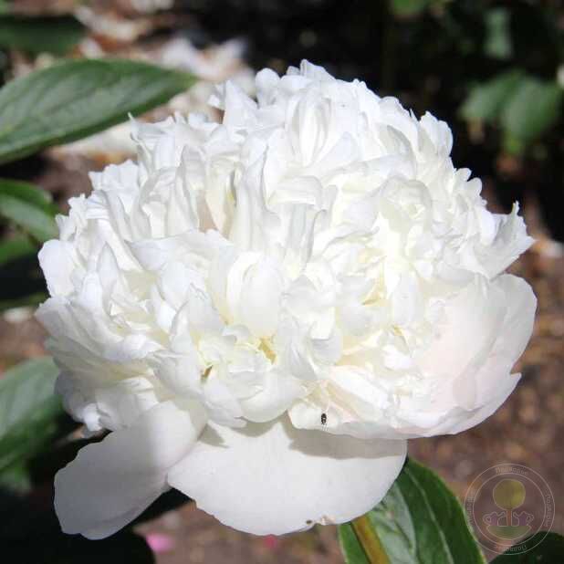 Пион вайт фото и описание Пион Аваланш (Paeonia Avalanche) купить в Москве по низкой цене из питомника, до