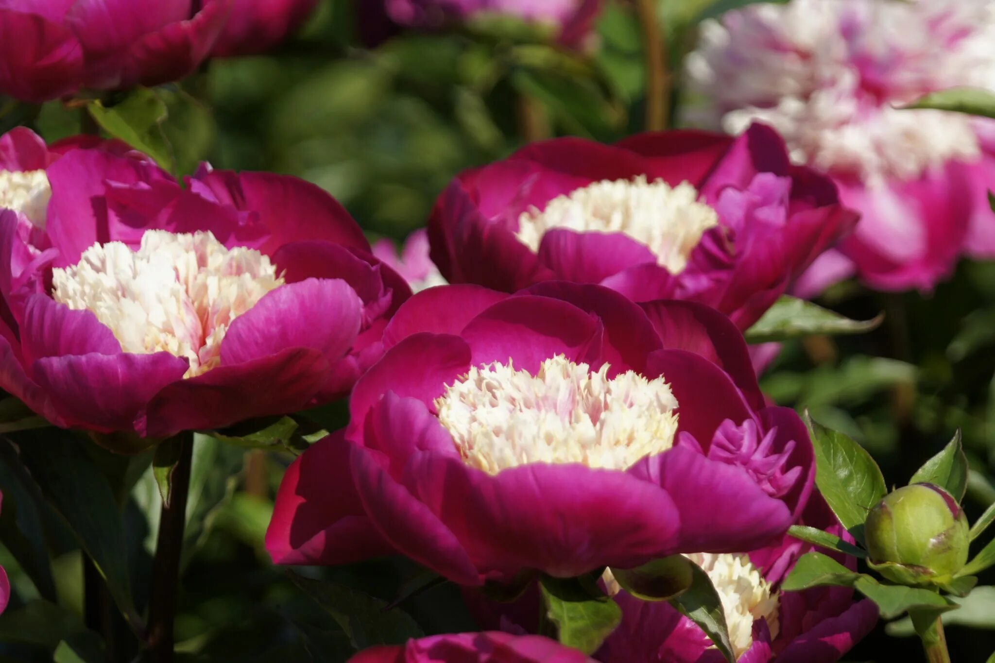 Пион вайт кап фото и описание Paeonia 'White Cap' - Greenseasons