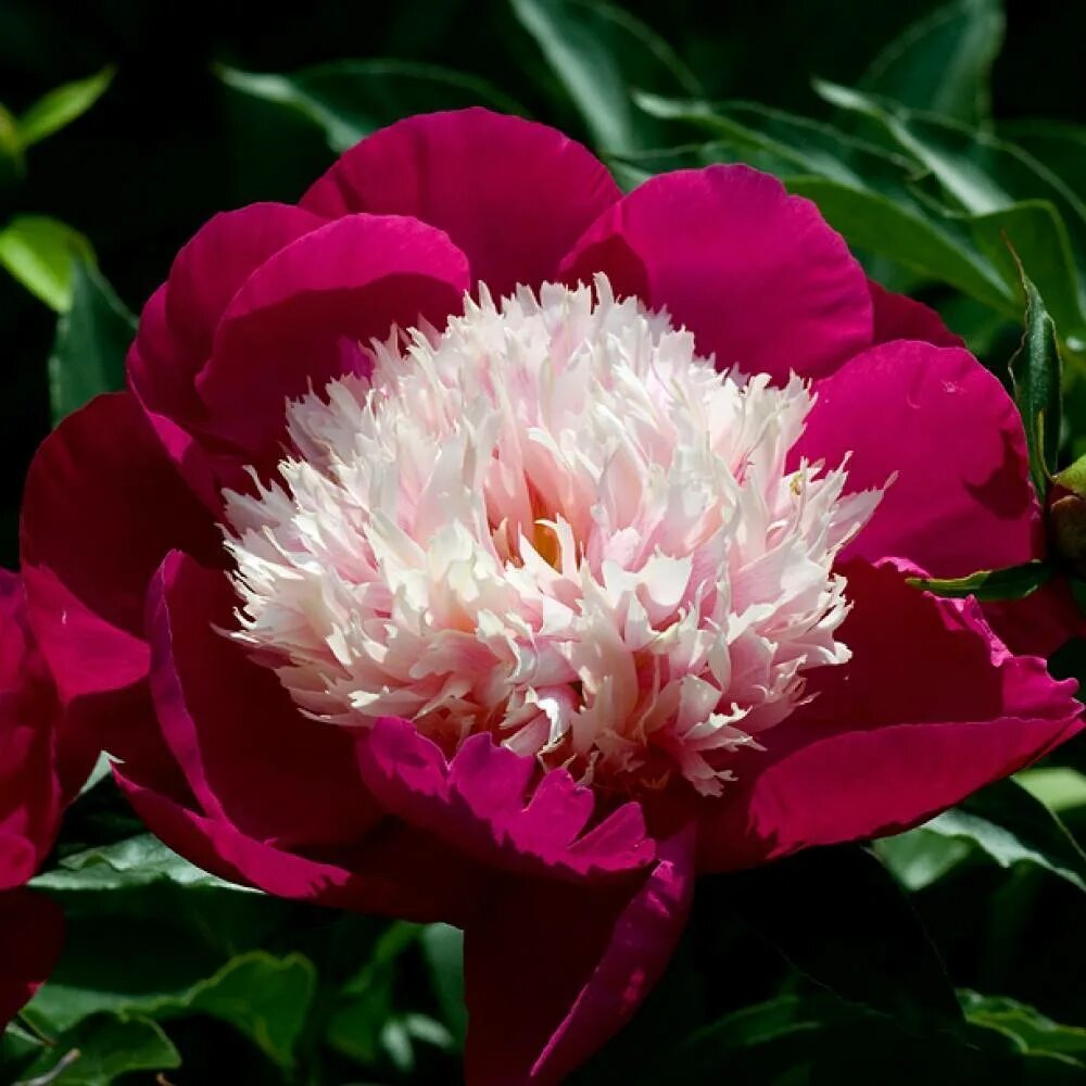 Пион вайт кап фото и описание Пион молочноцветковый Уайт Кэп/Paeonia lactiflora White Cap C3, шт - Амрита