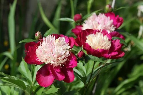 Пион вайт кап фото и описание Peony 'White Cap' Piwonie