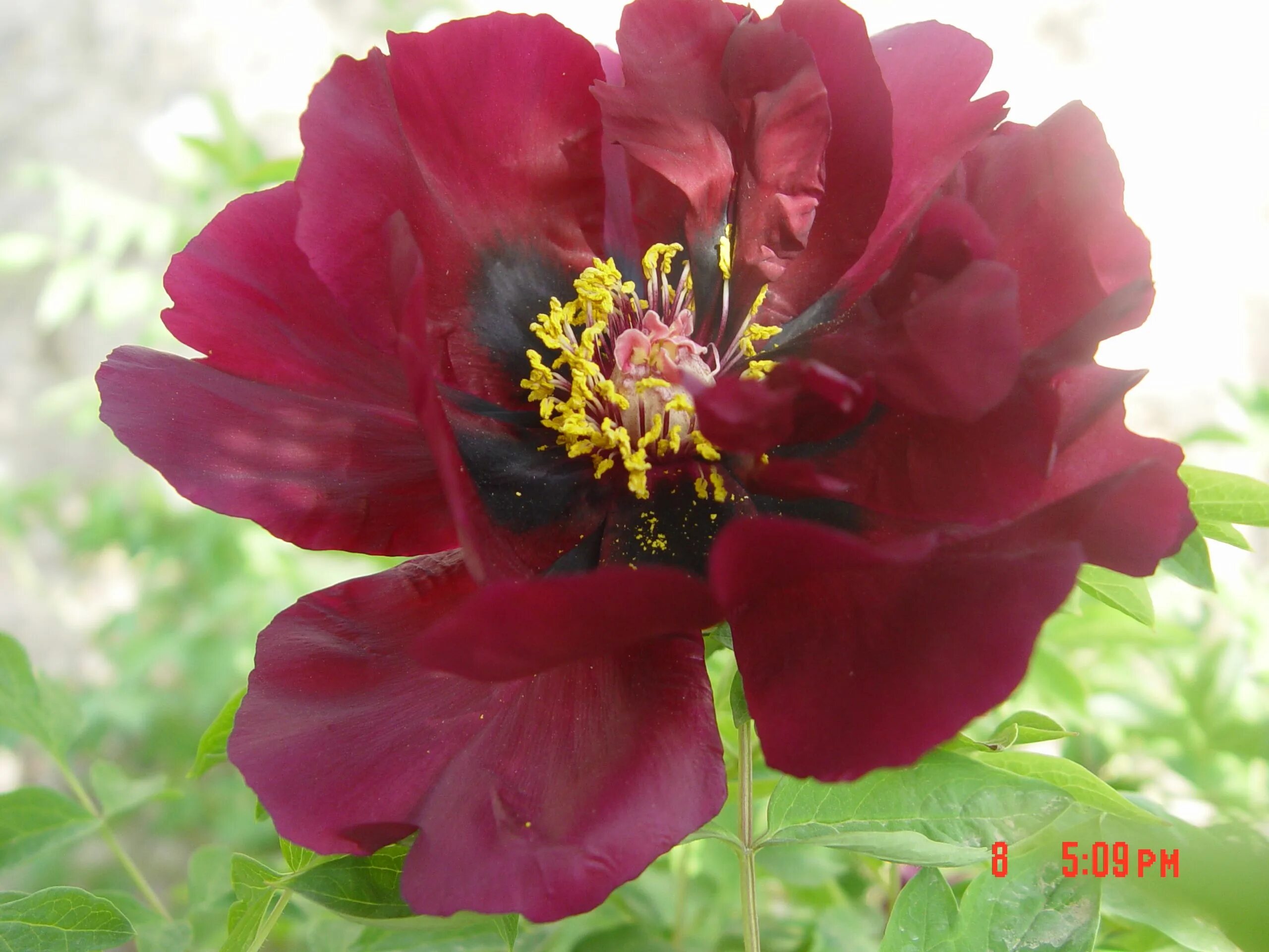 Пион вельвет фото и описание Pin on paeonia rockii Plants, Drought resistant, Peonies
