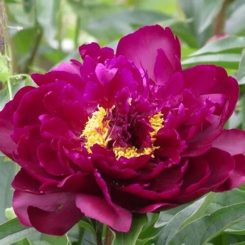 Пион вельвет фото и описание Pfingstrose Blek Velvet - katalog sorten, samen. Pfingstrose Blek Velvet - pfleg