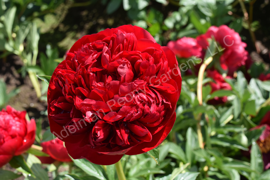 Пион вельвет фото и описание The Christmas Velvet Peony Adelman Peony Gardens