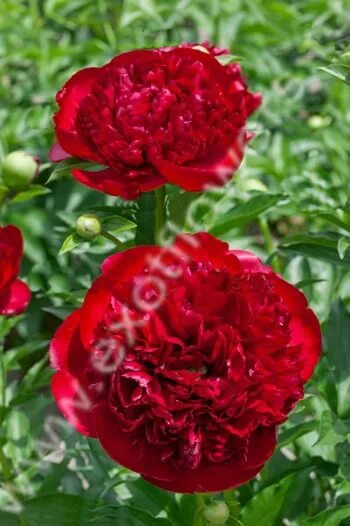 Пион вельвет фото и описание Пион Christmas Velvet Магазин EXOTFLOWERS