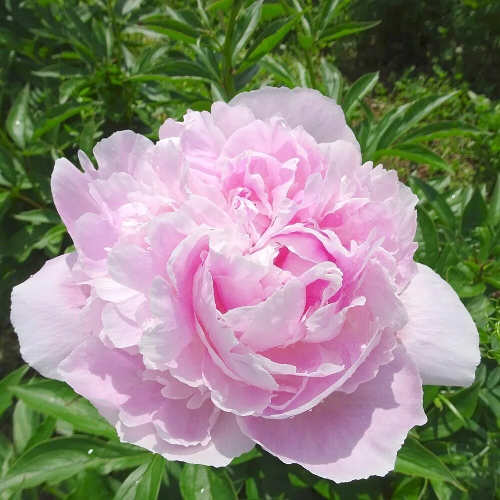 Пион венус фото Peony 'Pink Venus' White flower farm, Flowers, Peonies
