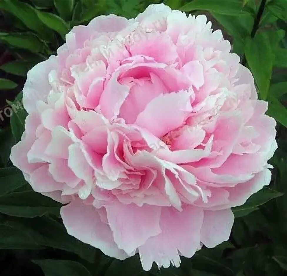 Пион венус фото Paeonia 'Venus' Пионы, Садовые растения, Растения