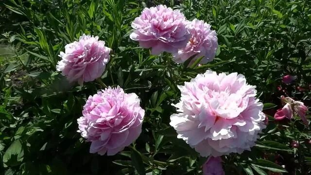 Пион венус фото Пион ВЕНУС ? Paeonia VENUS: обзор, описание, цветение, отзыв - смотреть видео он