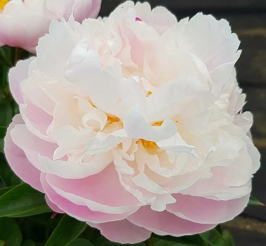 Пион венус фото PINK VENUS
