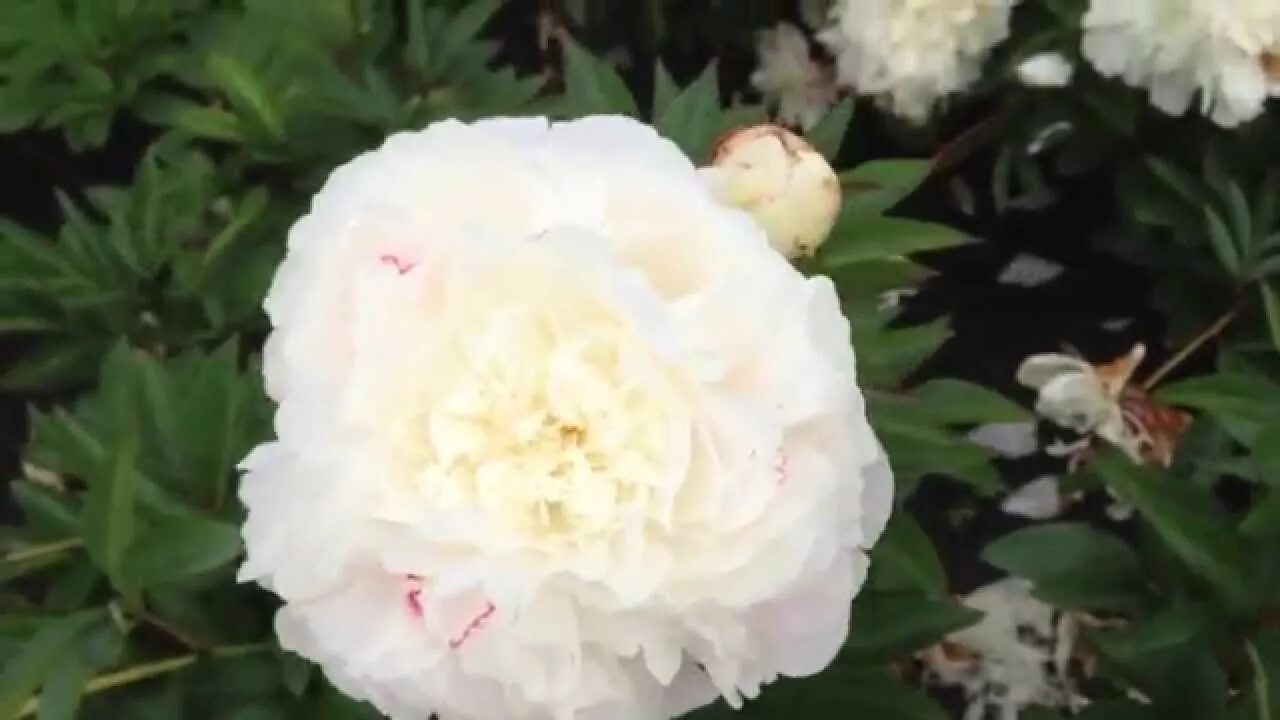 Пион весенний снег фото Peony Omeo Snow - www.peonyshop.com - YouTube