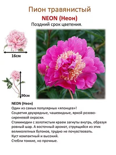 Пион виды фото и описание Index of /collect/pion/pink/img