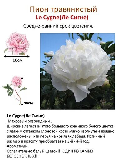 Пион виды фото и описание Index of /collect/pion/wait/img