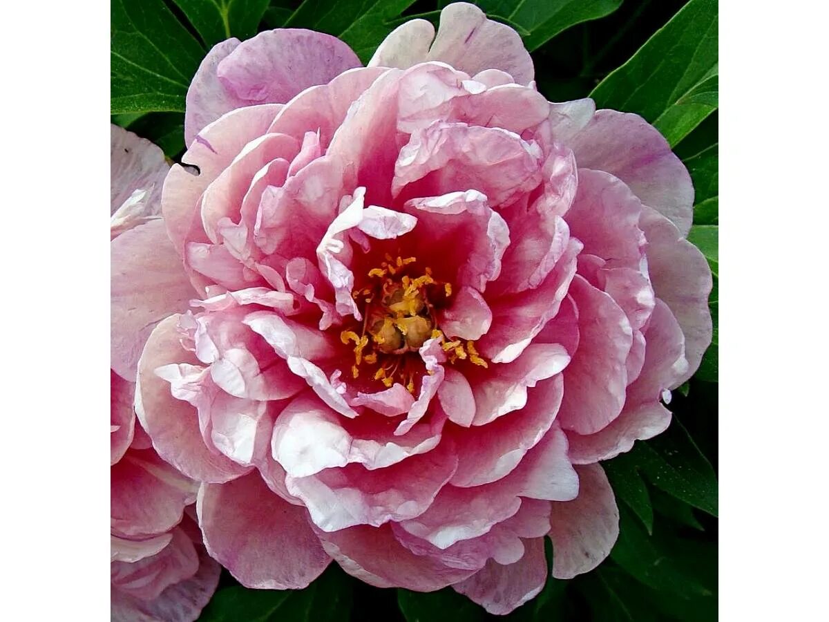 Пион виды фото и описание PINK DOUBLE DANDY
