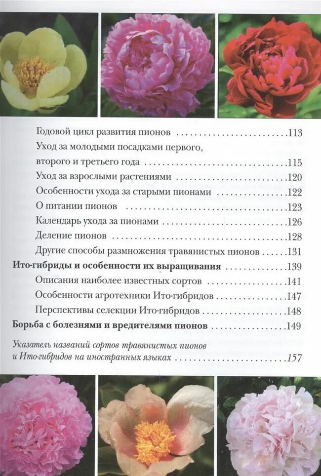 Пион виды фото и описание Какие сорта имеет цветок - пион