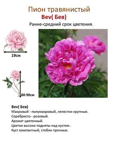 Пион виды фото и описание Index of /collect/pion/pink/img