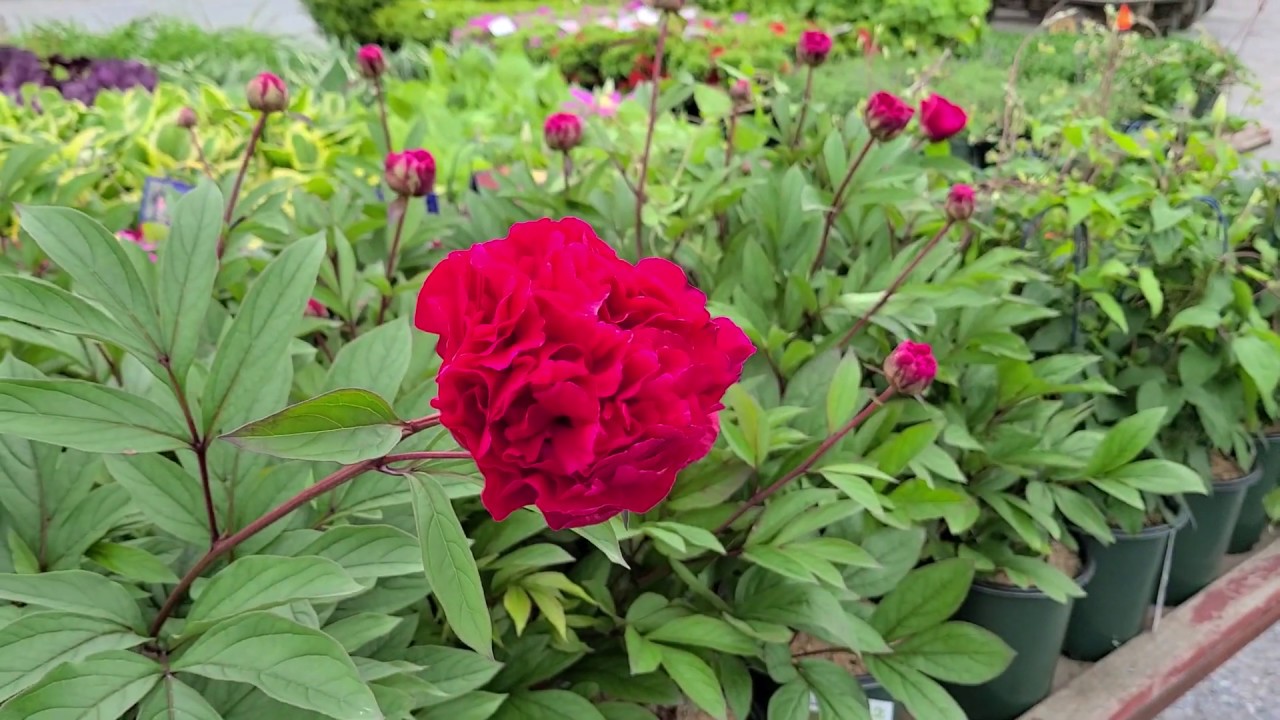 Пион виктория фото Paeonia 'Victoire de la Marne' (Peony) // Long-lasting GORGEOUS, Fully Double Fl