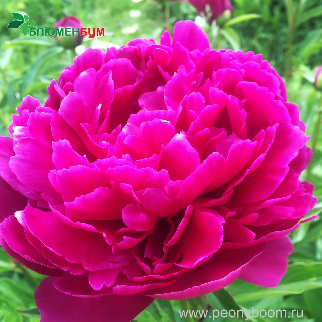 Пион виктория фото и описание Пион Виктор де ля Марн - Paeonia Victoire de la Marne