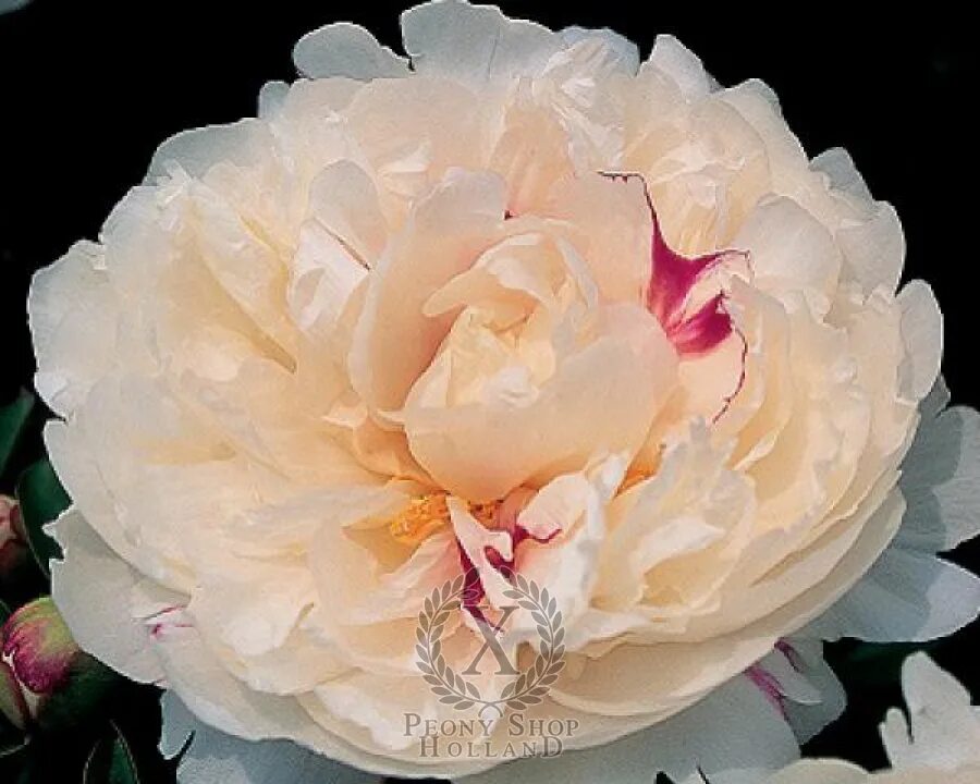 Пион виктория фото и описание Ivory Victory