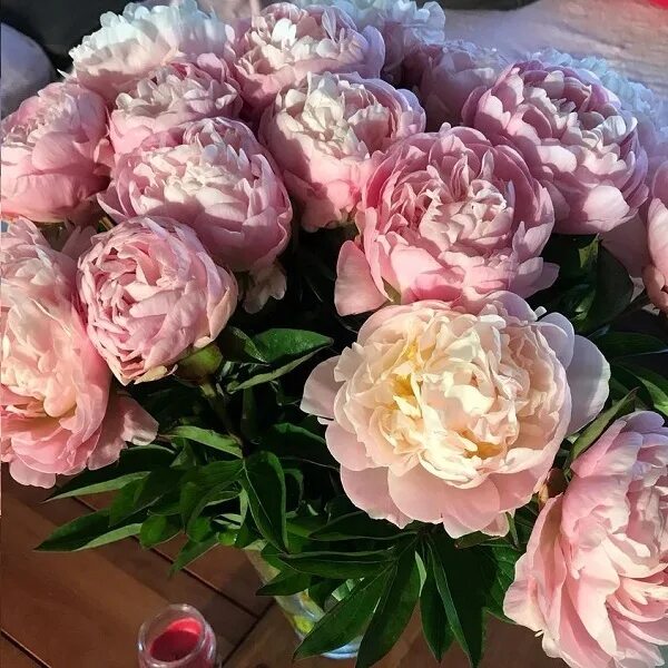 Пион виктория фото и описание Victorian Blush (Виктория Блаш)