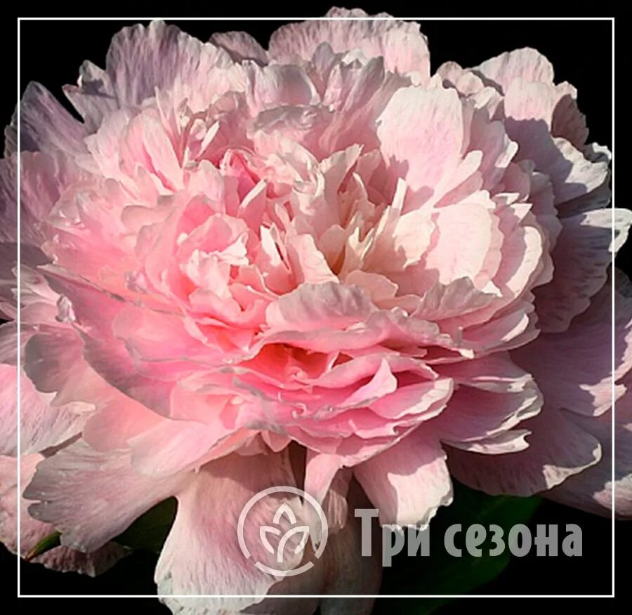 Пион вильгельмина фото Пион молочноцветковый "Пичер" купить саженцы в Нижнем Новгороде.
