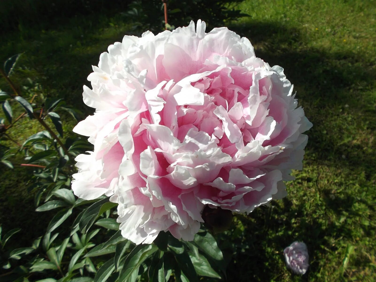 Пион вильгельмина фото Пион молочноцветковый Кёнингин Вильгельмина/Paeonia lactiflora Koningin Wilhelmi