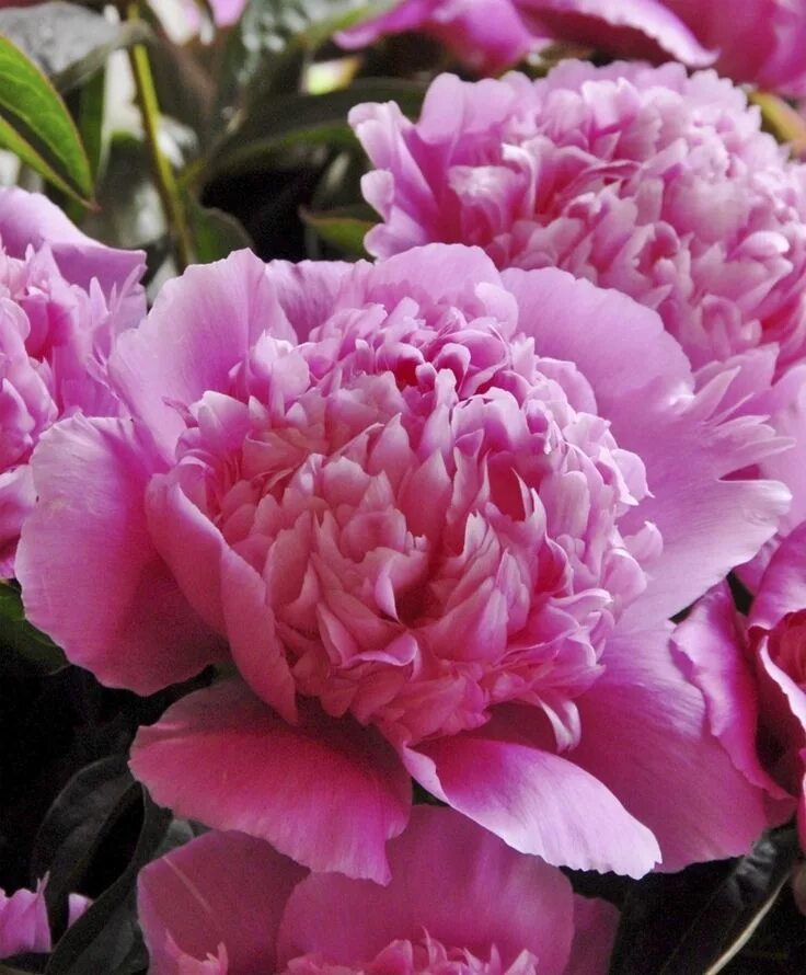 Пион вильгельмина фото Peony Koningin Wilhelmina - Herbaceous Peonies - Flower Bulb Index Bulb flowers,