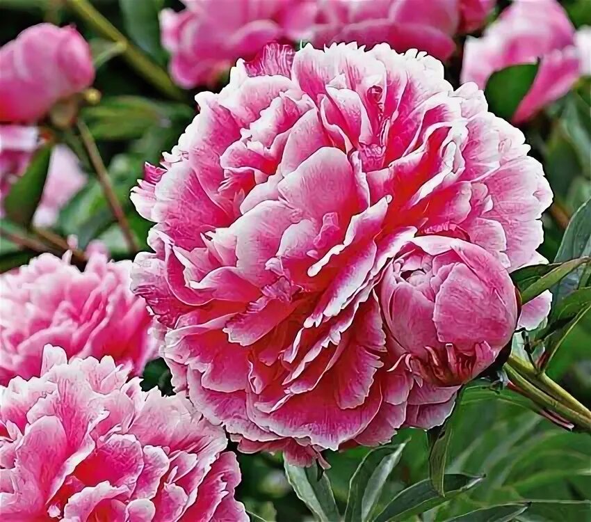 Пион вильгельмина фото и описание Pin su Peony Park Place Peonie, Piante
