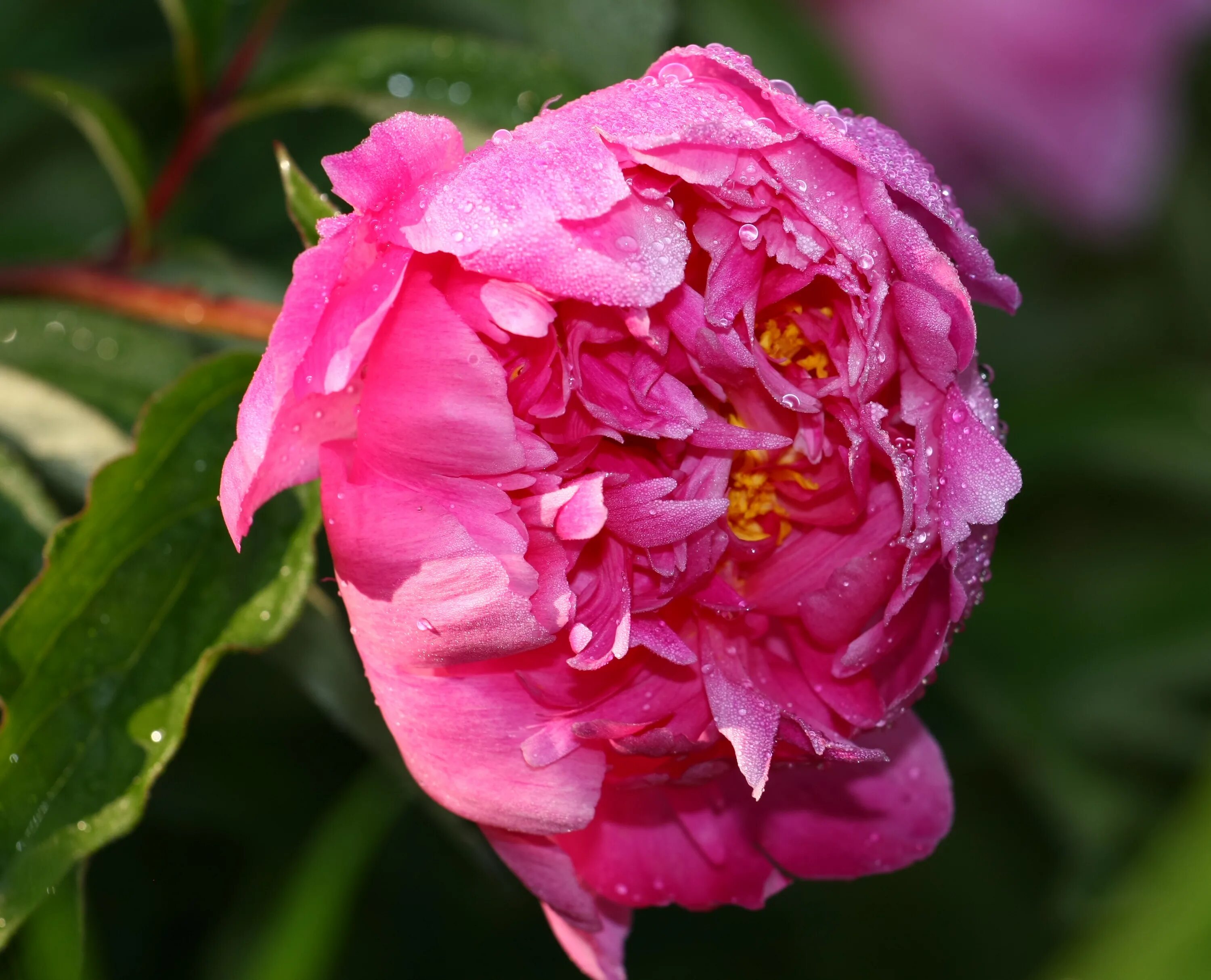 Пион вирджиния эмерсон фото File:Peony Pink.jpg - Wikimedia Commons